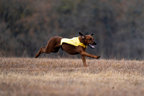 RhodesianRidgeback-105