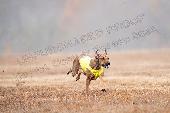 RhodesianRidgeback-31
