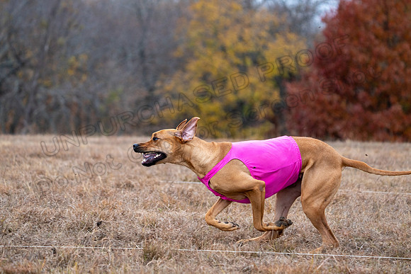 RhodesianRidgeback-111