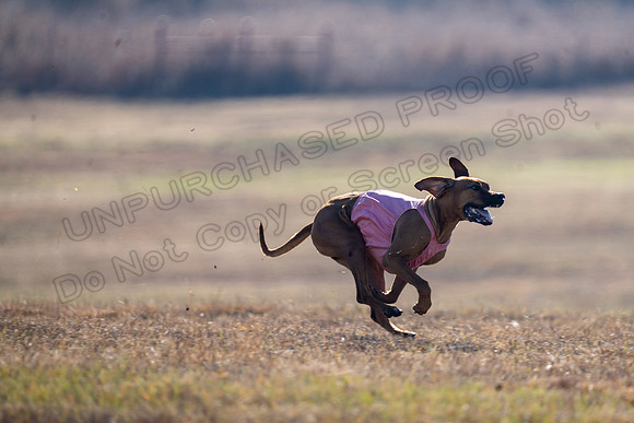 RhodesianRidgeback-177