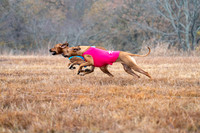 RhodesianRidgeback-19