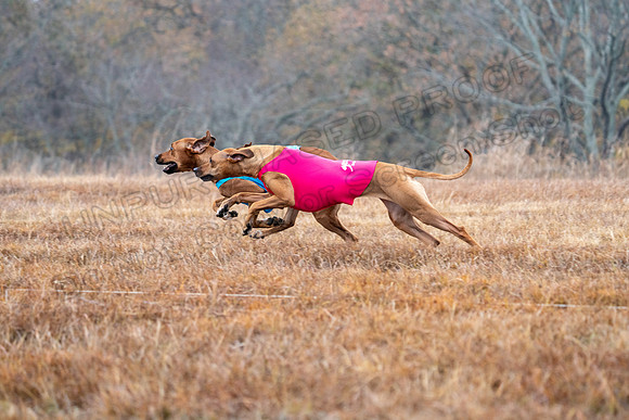 RhodesianRidgeback-19