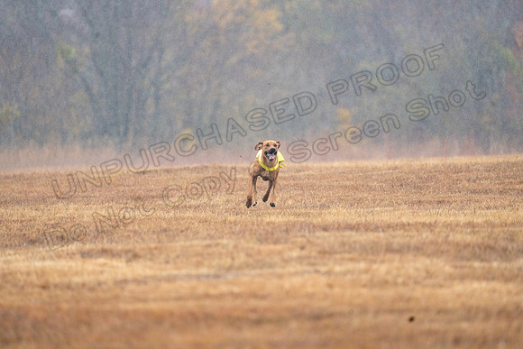 RhodesianRidgeback-163