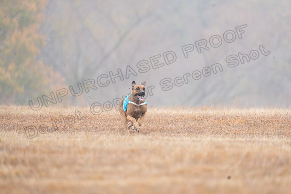 RhodesianRidgeback-30