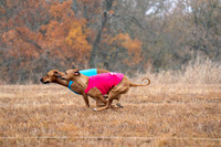 RhodesianRidgeback-18