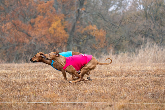RhodesianRidgeback-18