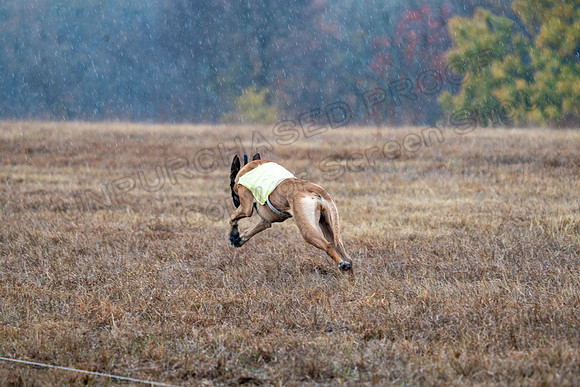 RhodesianRidgeback-149