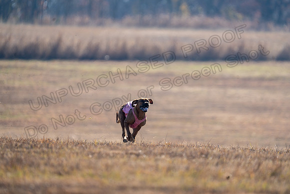 RhodesianRidgeback-175