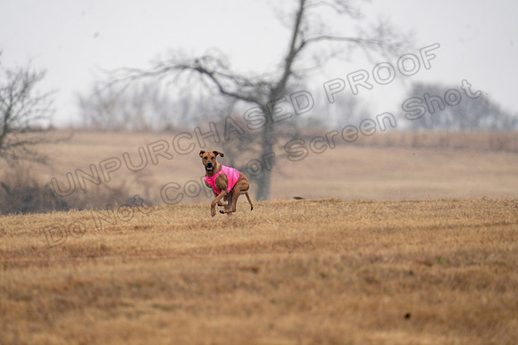 RhodesianRidgeback-161