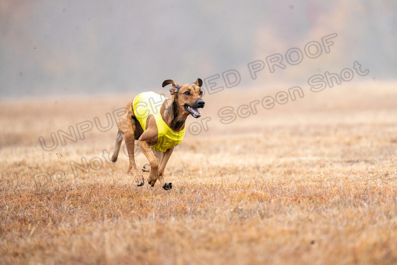 RhodesianRidgeback-32