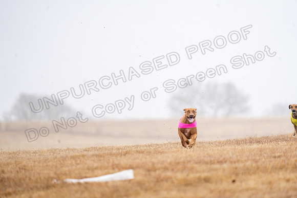 RhodesianRidgeback-26