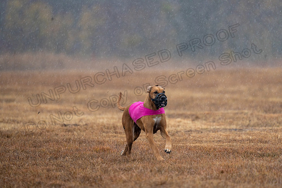RhodesianRidgeback-160