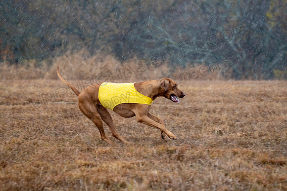 RhodesianRidgeback-148