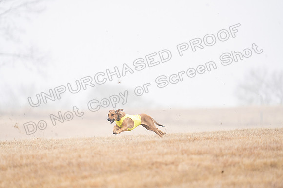 RhodesianRidgeback-27