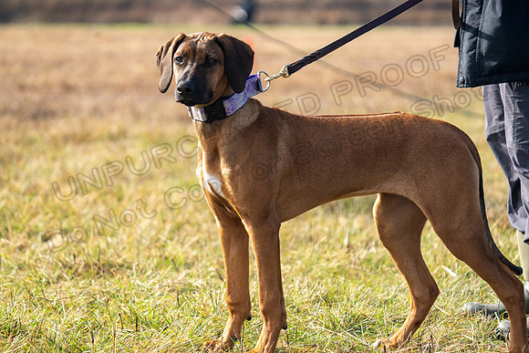 RhodesianRidgeback-174