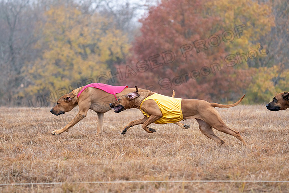 RhodesianRidgeback-33