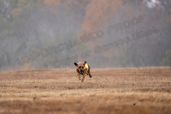 RhodesianRidgeback-8