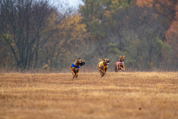 RhodesianRidgeback-170