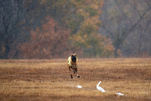 RhodesianRidgeback-158