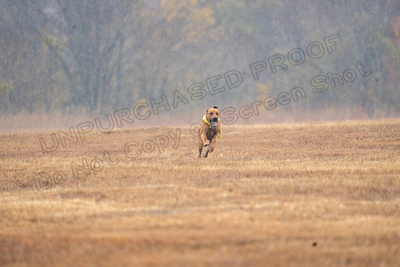 RhodesianRidgeback-164