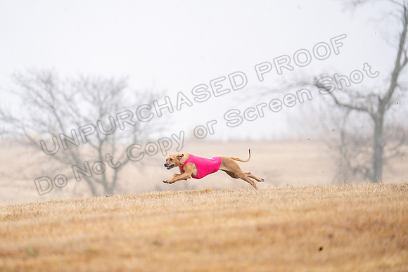 RhodesianRidgeback-23