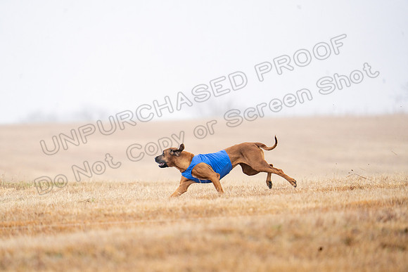 RhodesianRidgeback-37