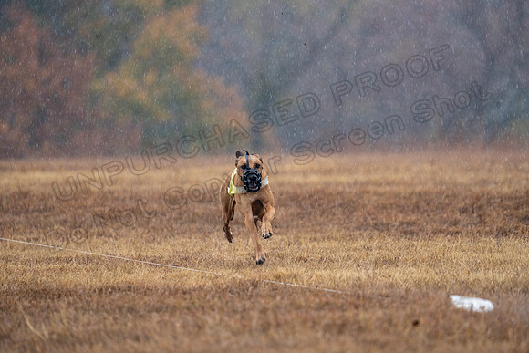 RhodesianRidgeback-159
