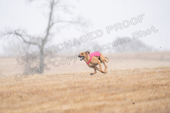 RhodesianRidgeback-36
