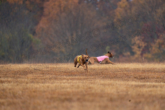 RhodesianRidgeback-171