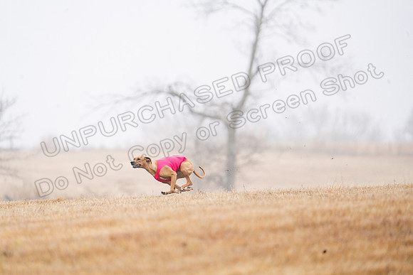 RhodesianRidgeback-22