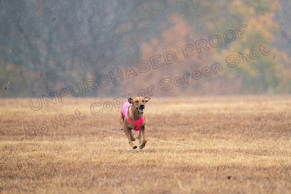 RhodesianRidgeback-165