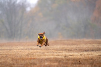 RhodesianRidgeback-9