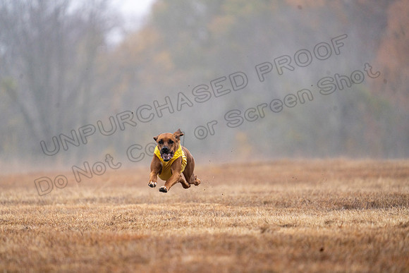 RhodesianRidgeback-9