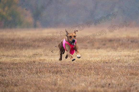RhodesianRidgeback-167
