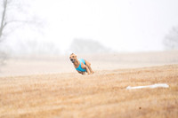 RhodesianRidgeback-20