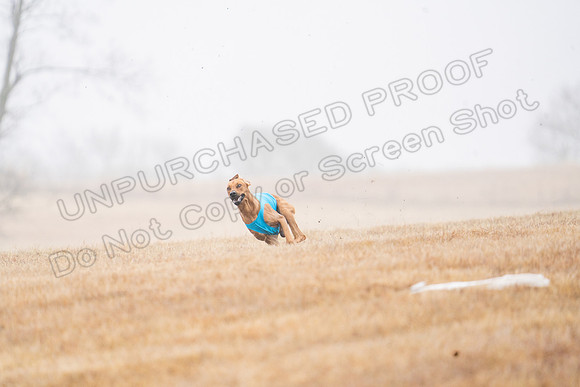 RhodesianRidgeback-20