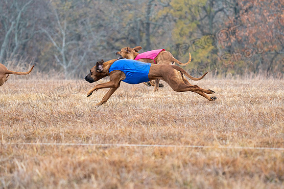 RhodesianRidgeback-35