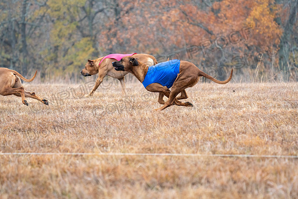 RhodesianRidgeback-34