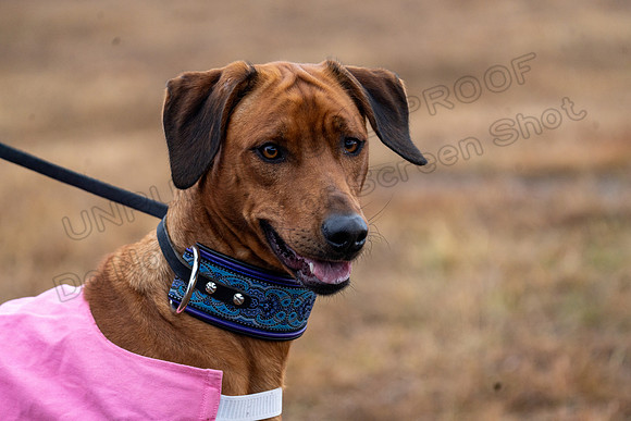 RhodesianRidgeback-173