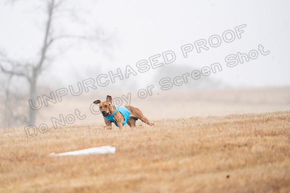RhodesianRidgeback-21