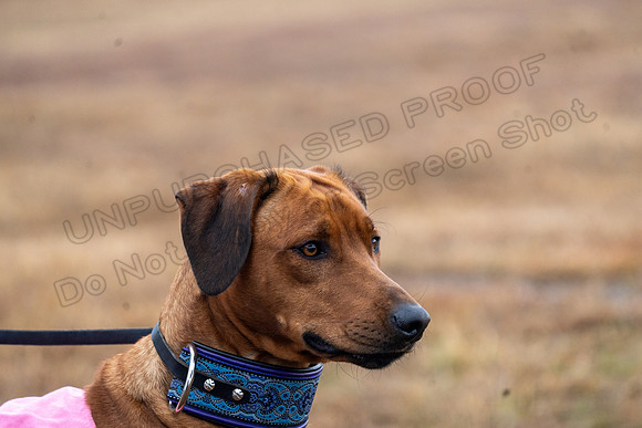 RhodesianRidgeback-172