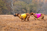 RhodesianRidgeback-10