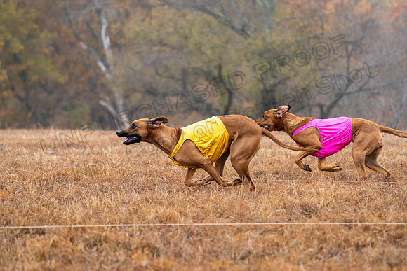 RhodesianRidgeback-10