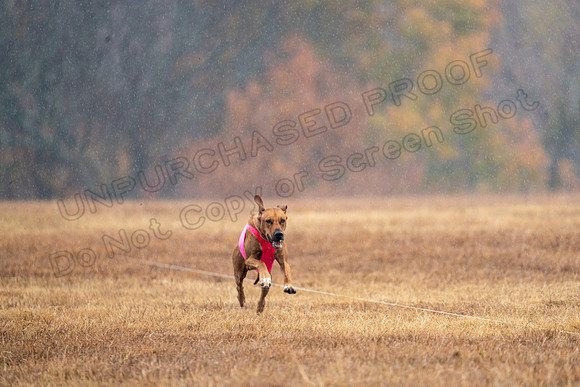 RhodesianRidgeback-166