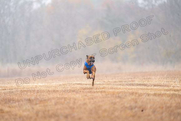 RhodesianRidgeback-38
