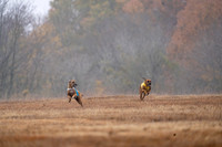 RhodesianRidgeback-7