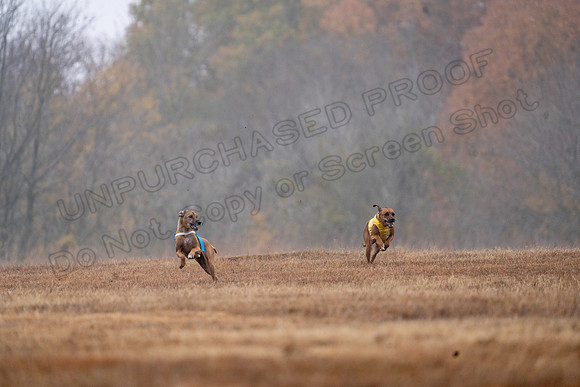 RhodesianRidgeback-7