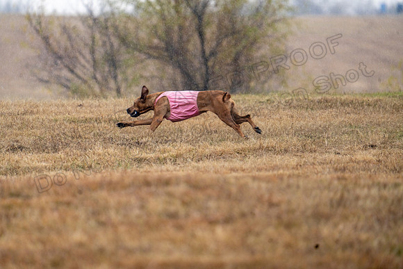 RhodesianRidgeback-143