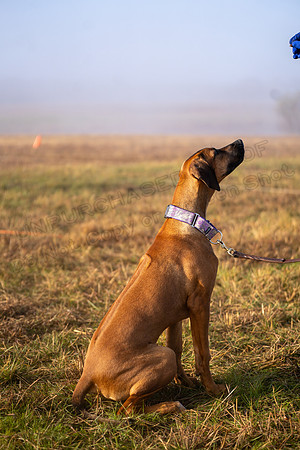RhodesianRidgeback-180