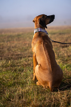 RhodesianRidgeback-181